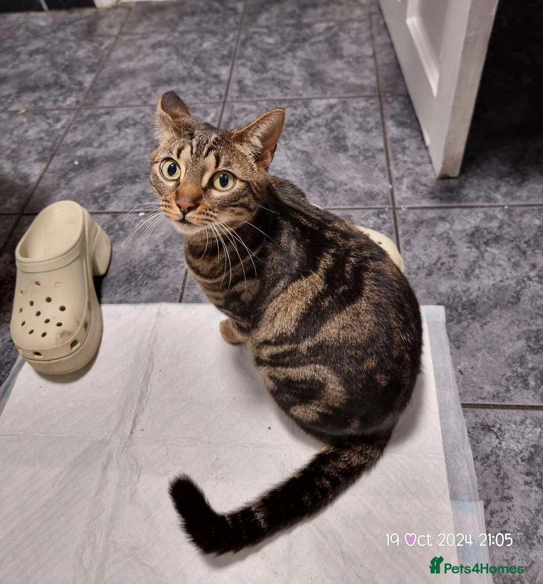 Brazilian Shorthair cats for sale: Family of 3 gorgeous cats for adoption - Advert 10