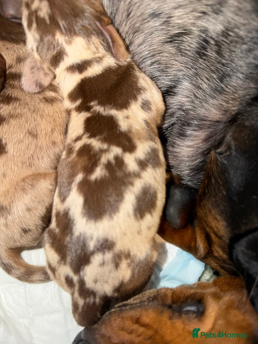 Miniature Dachshund dogs for sale: Miniature dachshund  - Advert 6