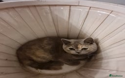 British Shorthair cats for sale: GCCF kittens ready 2 leave now - Advert 24