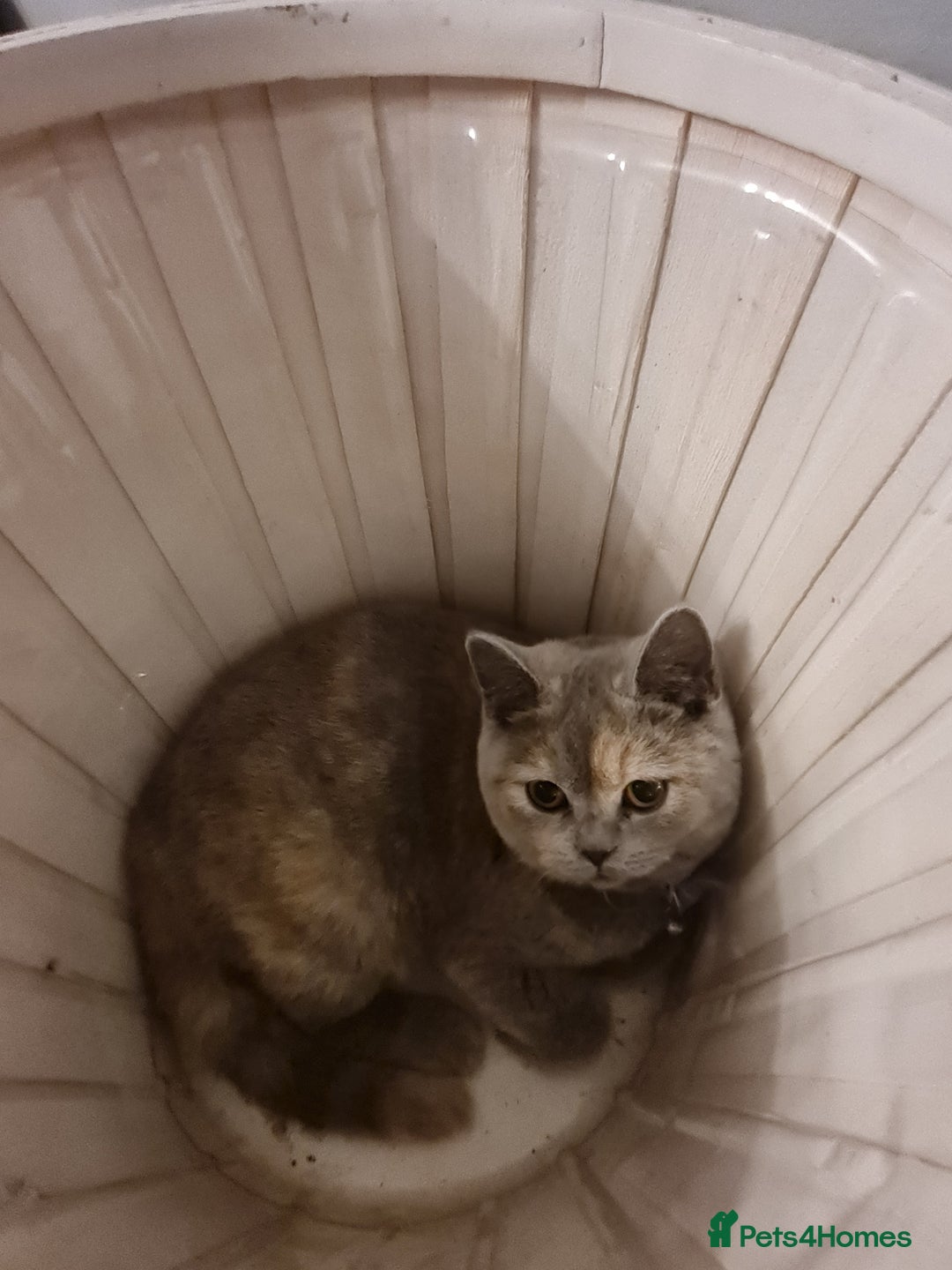 British Shorthair cats for sale: GCCF kittens ready 2 leave now - Advert 24