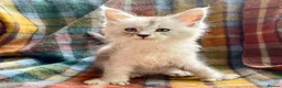 Maine Coon cats for sale: Silver Ticked Polydactyl Maine Coon Male - Advert 4