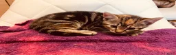 British Shorthair cats for sale: Kittens for sale - Advert 6
