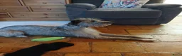 Lurcher dogs for sale: Soppy Bedlington Whippet lurcher puppies  - Advert 34