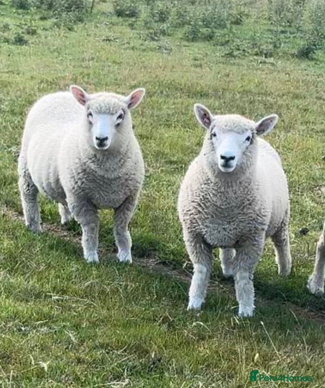 Sheep livestock for sale: 4 ryeland Gimmer lambs  - Image 1