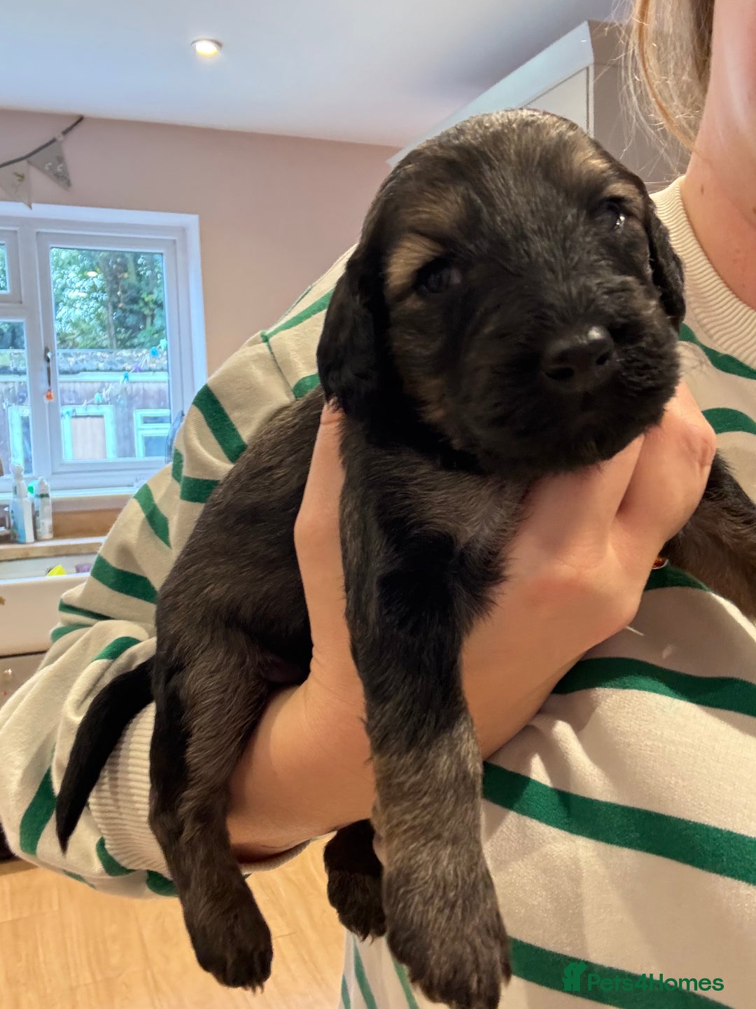 Schnoodle dogs for sale: Gorgeous schnoodle puppies  - Image 13