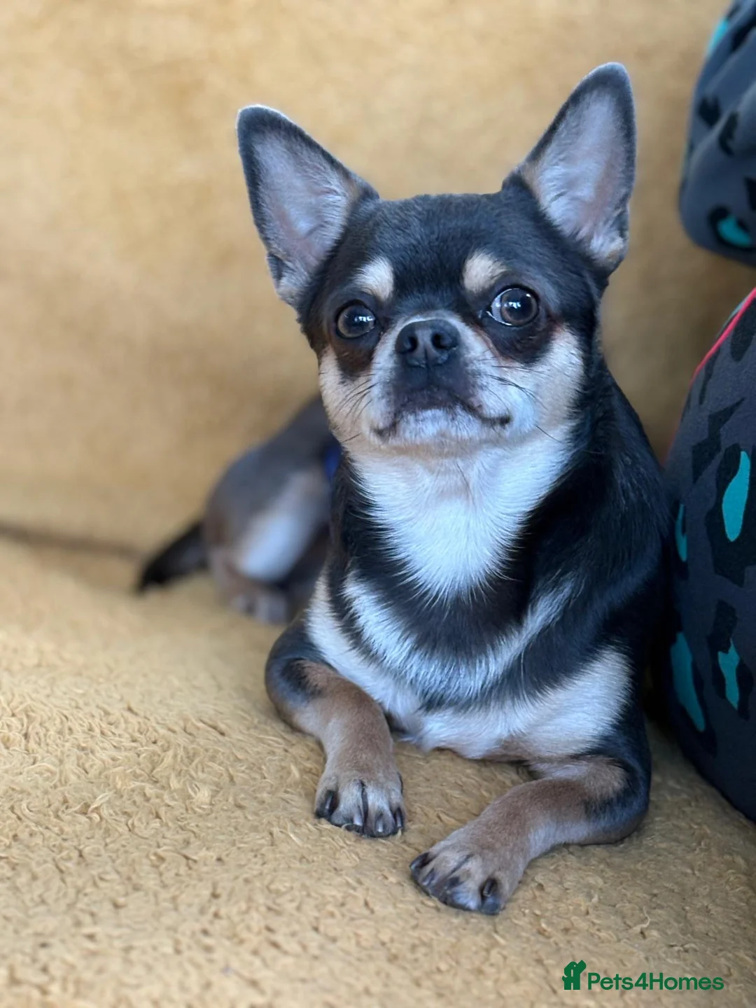 Chihuahua dogs for sale: 🎉BORN 25/12/25🎉. LAST BOY READY 13/03/26 💛💛💛 - Advert 15