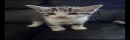 British Shorthair cats for sale: Silver BSH Kittens in London - Advert 4