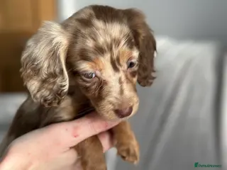 Miniature Dachshund dogs Miniatures dachshunds - Advert 3