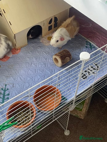 Guinea Pig rodents - Advert 14