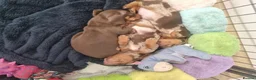 Miniature Dachshund dogs for sale: Miniature dachshund  in Spennymoor - Advert 5
