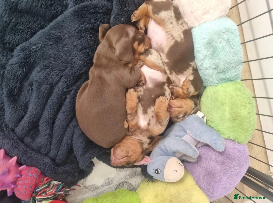 Miniature Dachshund dogs for sale: Miniature dachshund  in Spennymoor - Advert 5
