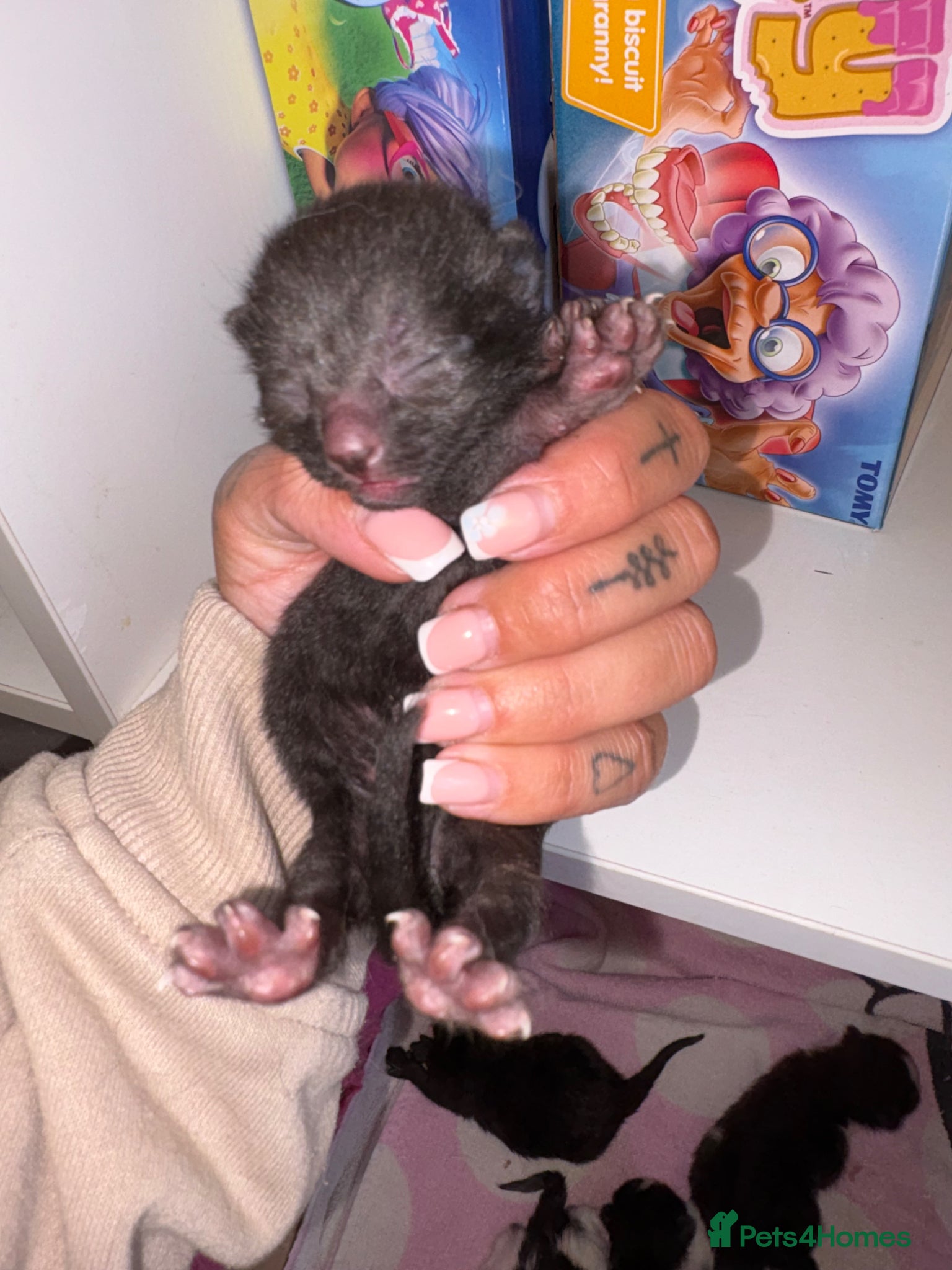 Mixed Breed cats for sale: Beautiful kittens  - Advert 6