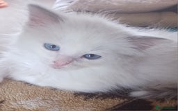 Ragdoll cats for sale: CUTE RAGDOLL KITTENS  - Image 10