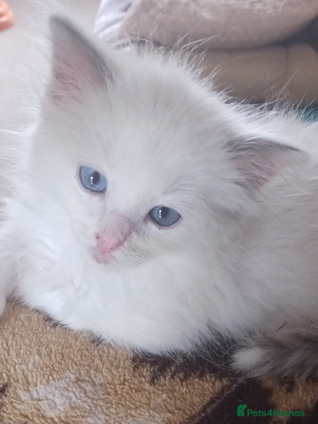 Ragdoll cats for sale: CUTE RAGDOLL KITTENS  - Image 10