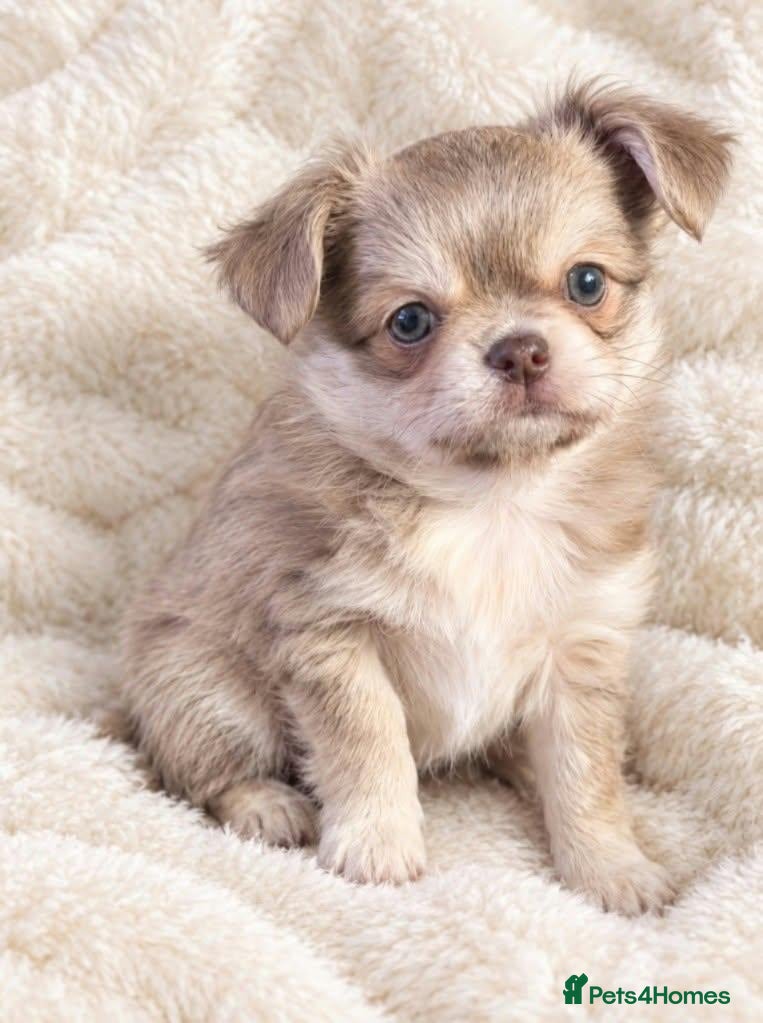 Chihuahua dogs for sale: Exquisitely colored long haired Chihuahua puppies  - Advert 1