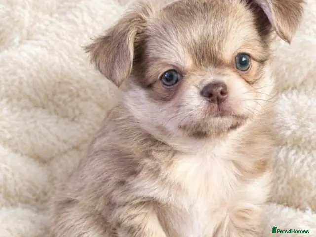 Chihuahua dogs for sale: Exquisitely colored long haired Chihuahua puppies - Advert 1