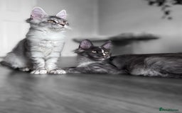 Maine Coon cats for sale: 🌟🌟 The last unique girl🩷 Maine Coon  🌟🌟 - Image 6