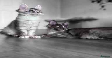 Maine Coon cats - Advert 8