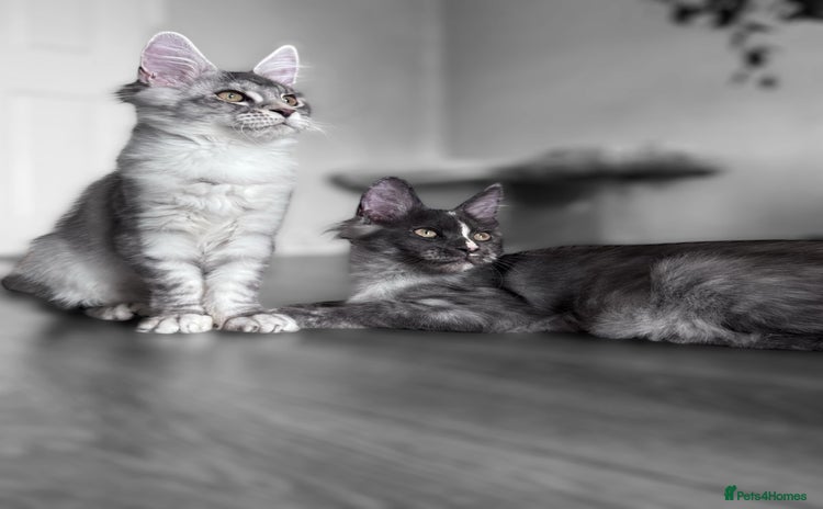 Maine Coon cats - Advert 10