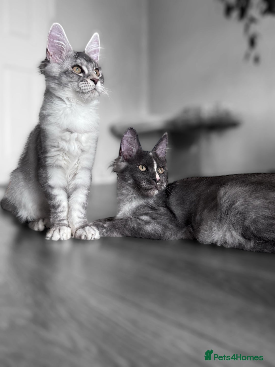 Maine Coon cats for sale: 🌟🌟 The last unique girl🩷 Maine Coon  🌟🌟 - Image 6