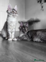 Maine Coon cats - Advert 12