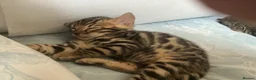 Bengal cats for sale: Adorable Bengal kittens pedigree ready to reserve - Advert 15