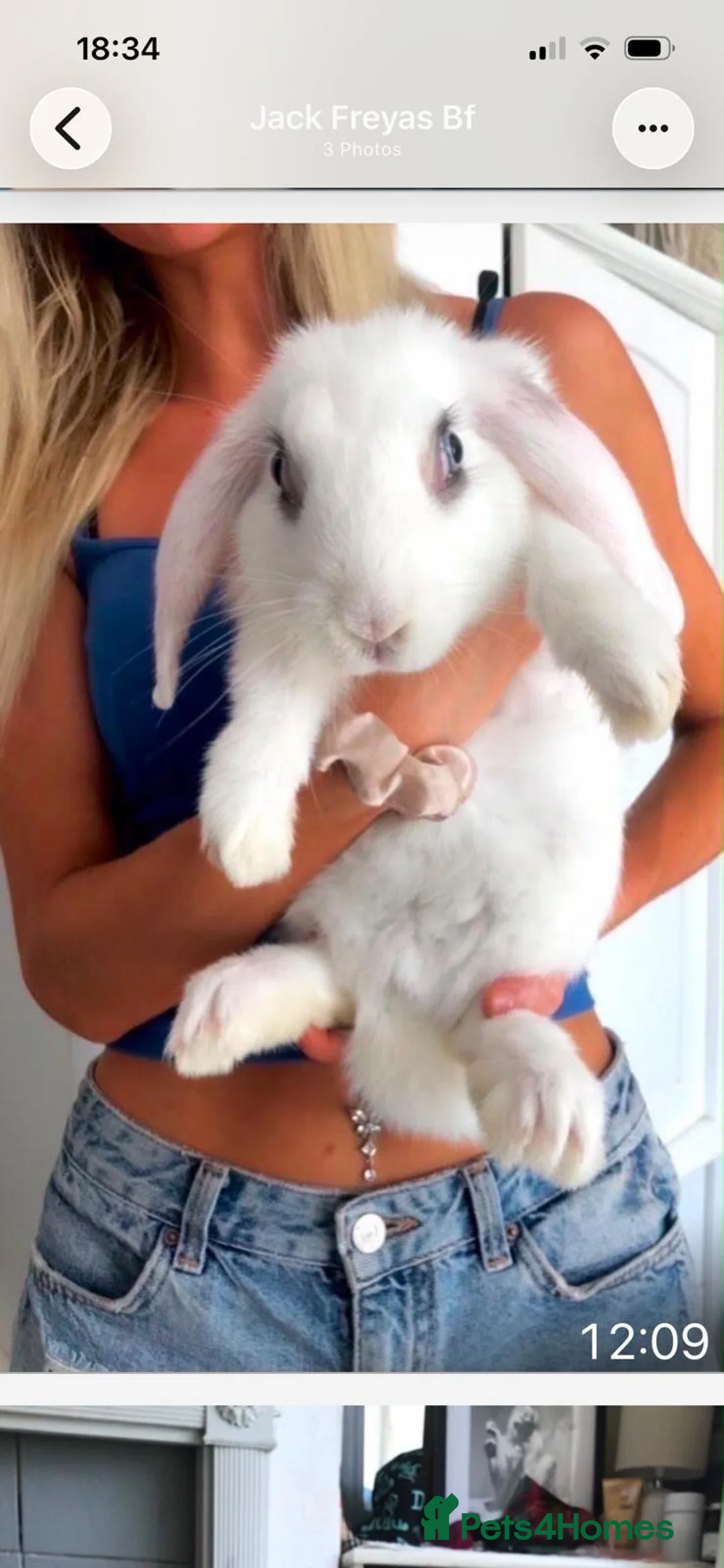 English Lop rabbits for sale: White English Lop Rabbit - Advert 2