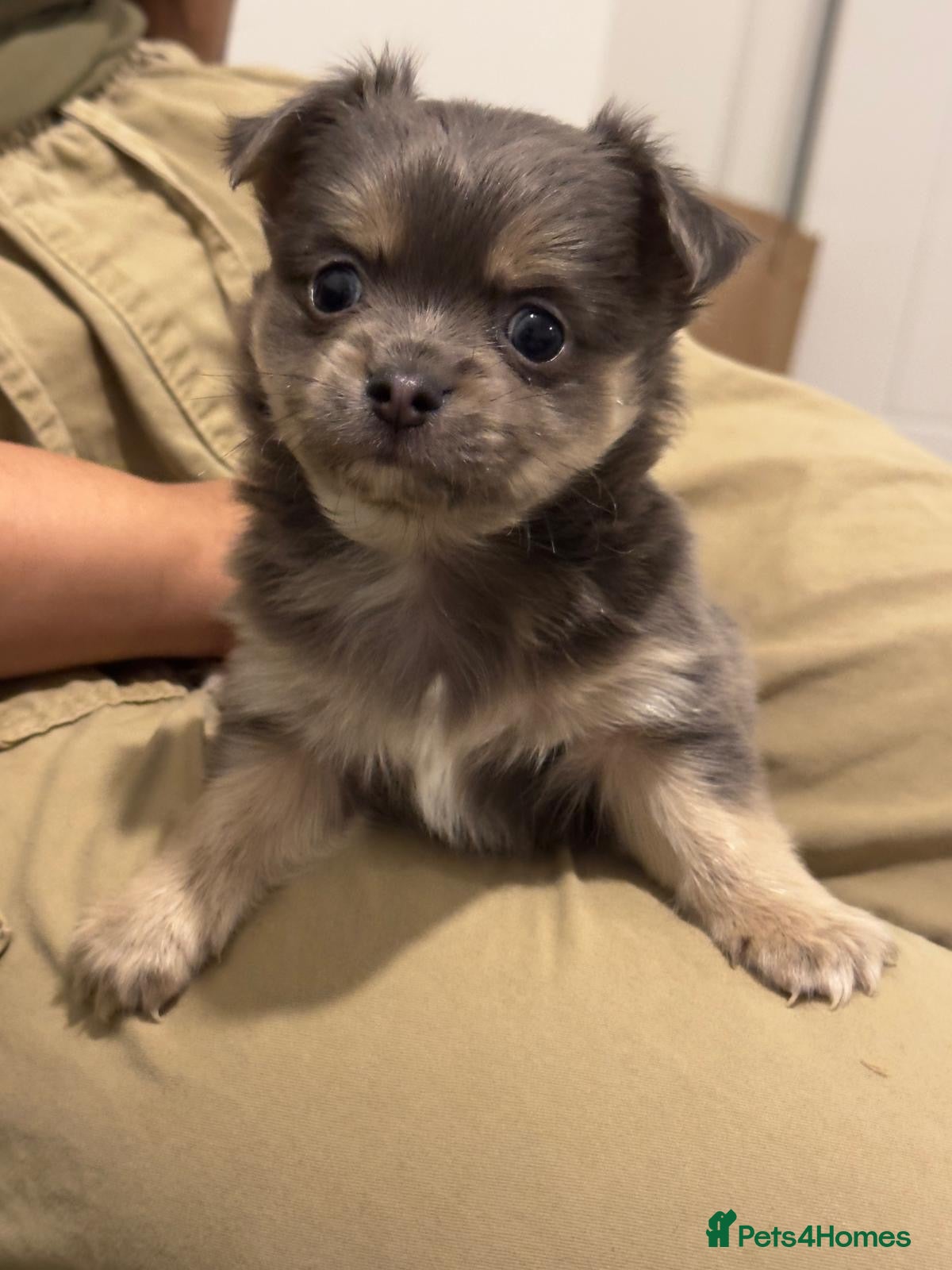 Chihuahua dogs Lilac Chihuahua - Rocky  - Advert 5