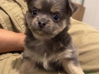 Chihuahua dogs Lilac Chihuahua - Rocky - Advert 5