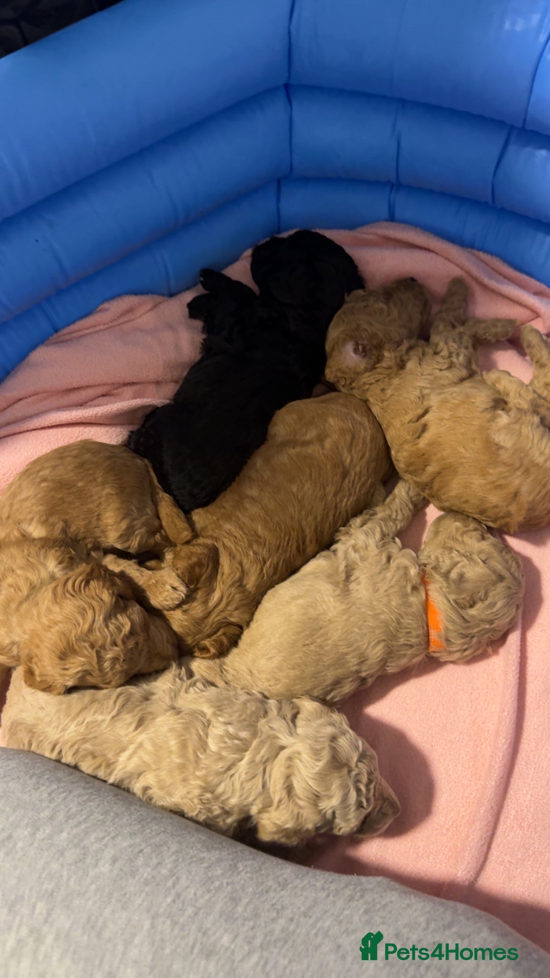 Toy Poodle dogs for sale: Toy poodle puppies *Ready for  ** * - Advert 5