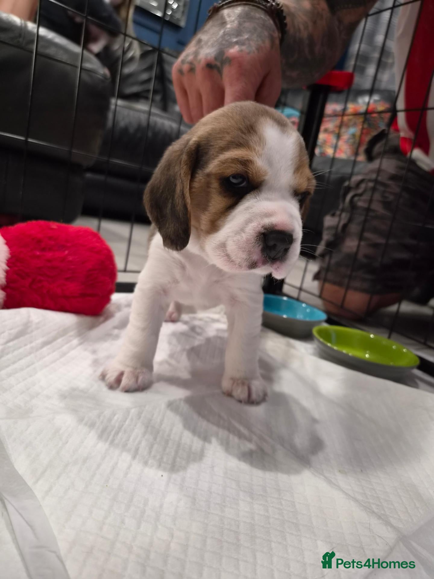Beagle dogs Stunning Tri-Coloir Beagle Puppies  - Advert 2