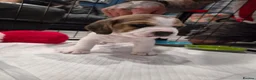 Beagle dogs for sale: Stunning Tri-Colour Beagle Puppies  - Advert 2