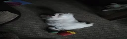 Maltese dogs for sale: Maltese Puppies  in Eastbourne - Advert 2