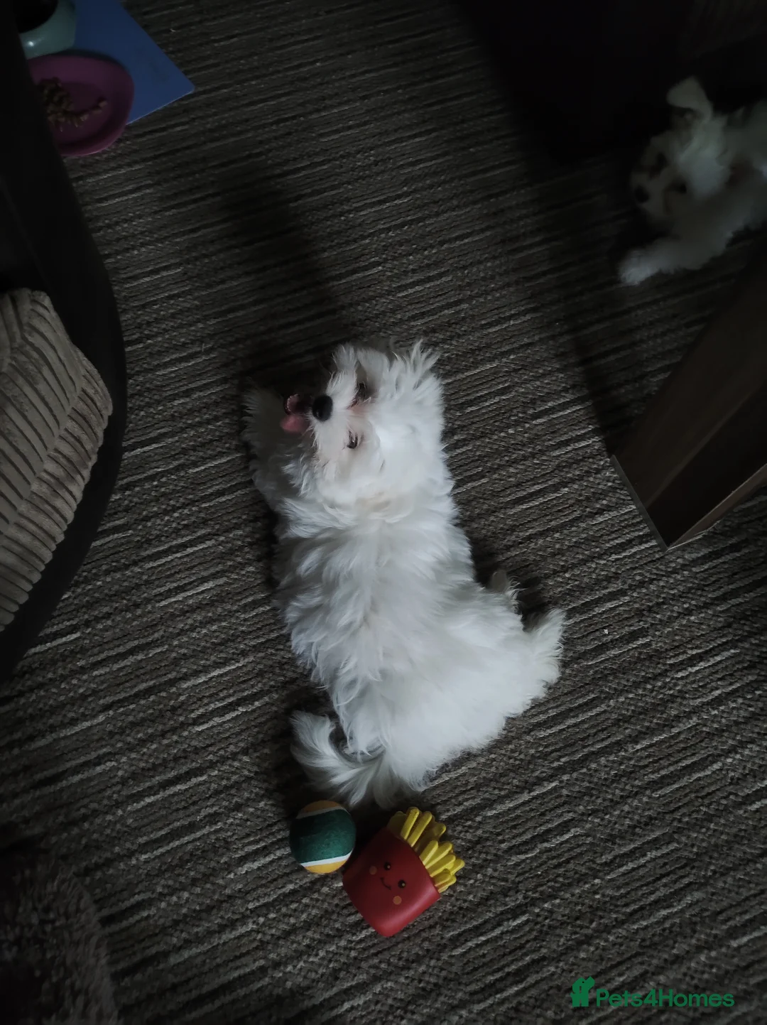 Maltese dogs for sale: Maltese Puppies  in Eastbourne - Advert 2