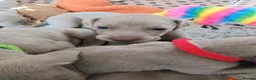 Weimaraner dogs for sale:  Beautiful KC Reg Puppies. Parents hip scored.  - Advert 30