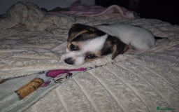 Mixed Breed dogs for sale: Jack chi puppy - Advert 3