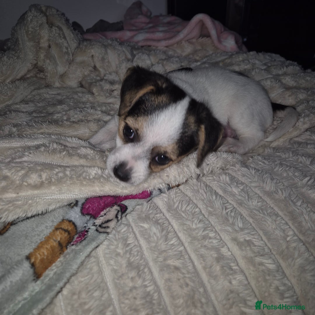Mixed Breed dogs for sale: Jack chi puppy - Advert 3