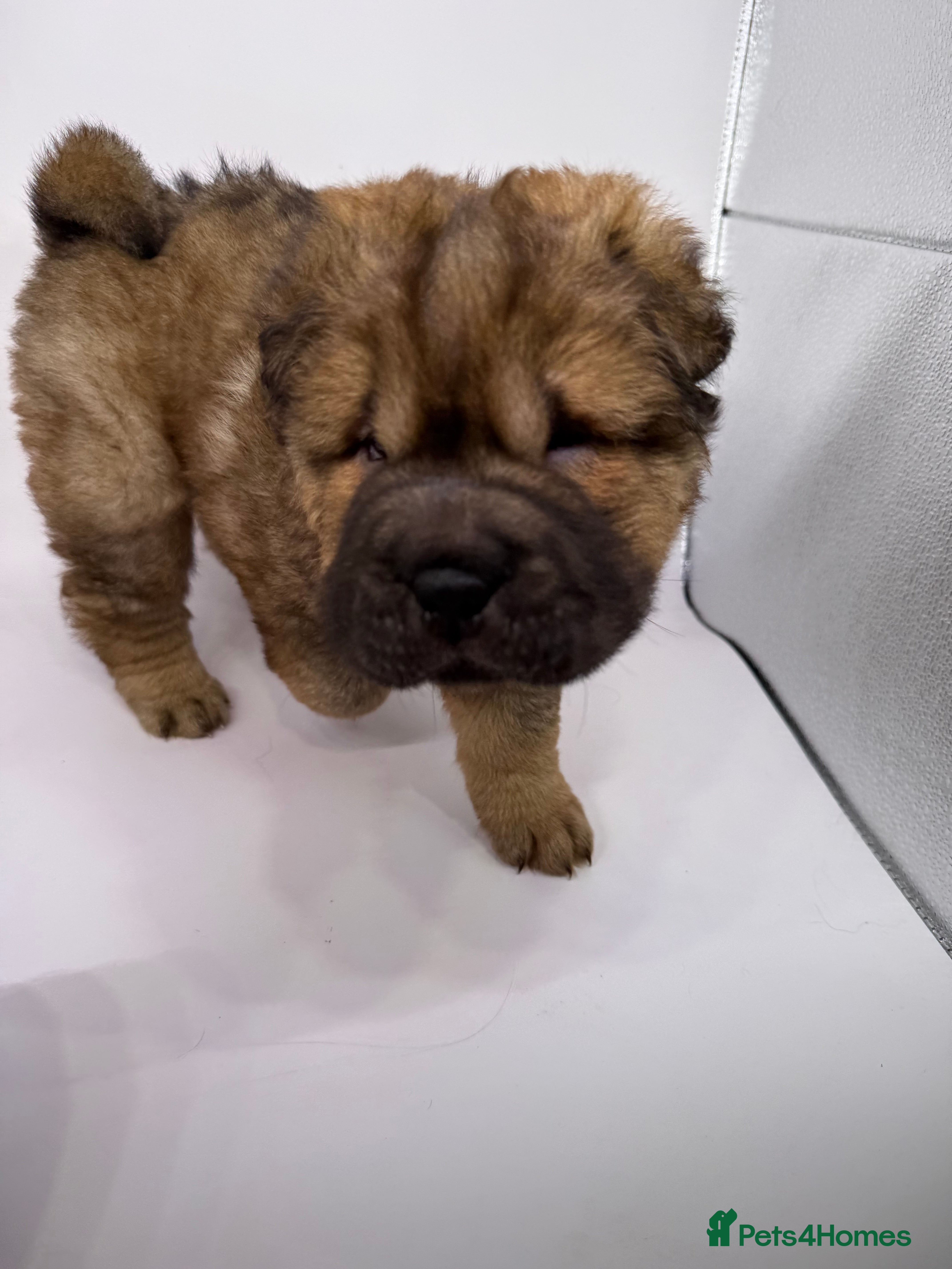 Shar Pei Puppy 7