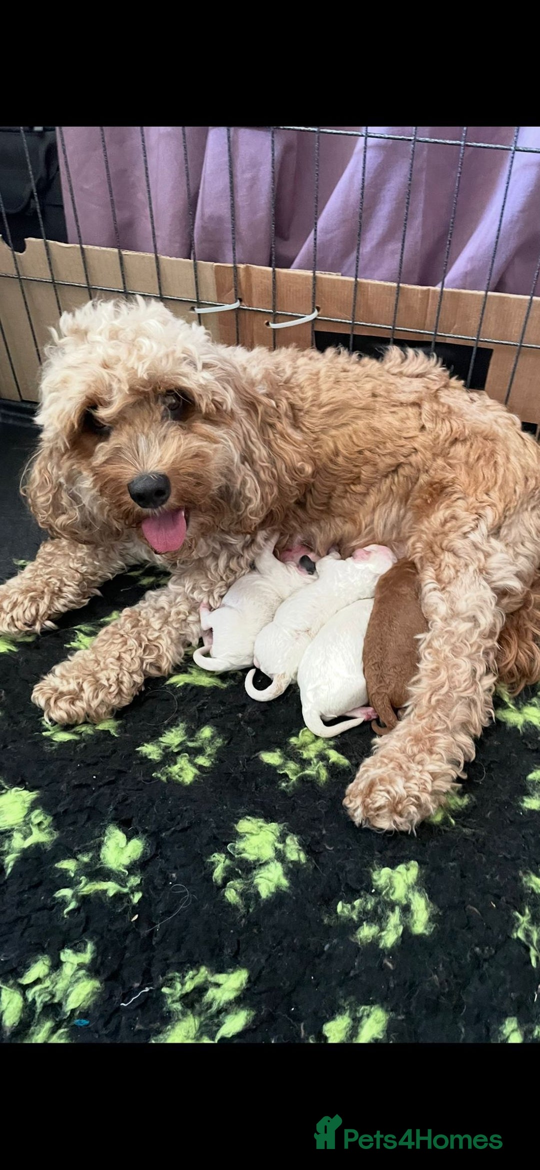 Cockapoo dogs for sale: Cockapoo - Image 1