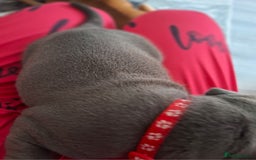 Staffordshire Bull Terrier dogs for sale: 1 female blue available ready to leave 28th August - Image 6