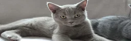 British Shorthair cats for sale: British short hair kittens  - Advert 6