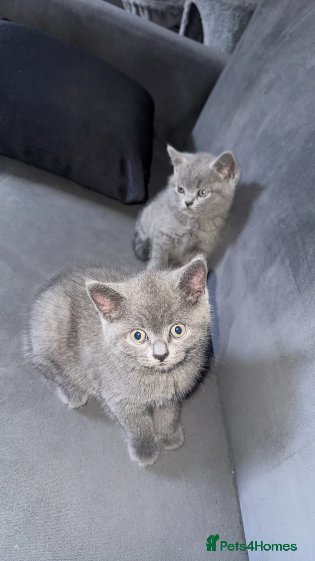 British Shorthair cats for sale: British short hair kittens in Leeds - Advert 2