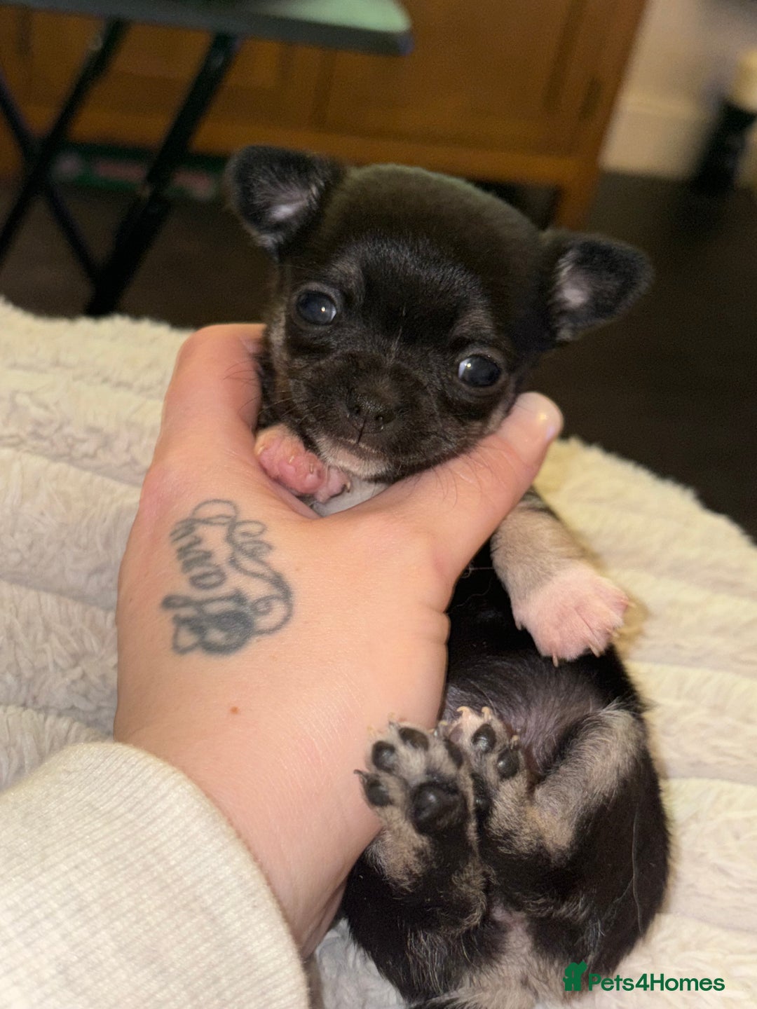 Chihuahua dogs for sale: Chihuahua Puppies - Advert 4