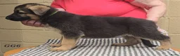 German Shepherd dogs for sale: Top Quality GSD (Alsatian) Pups For Sale - Advert 8