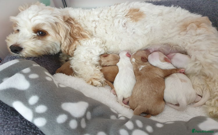 Maltipoo dogs - Advert 1