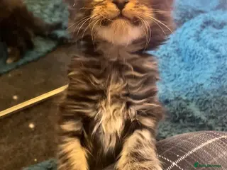 Maine Coon cats Beautiful Silver tabby Maine coon girls - Advert 2