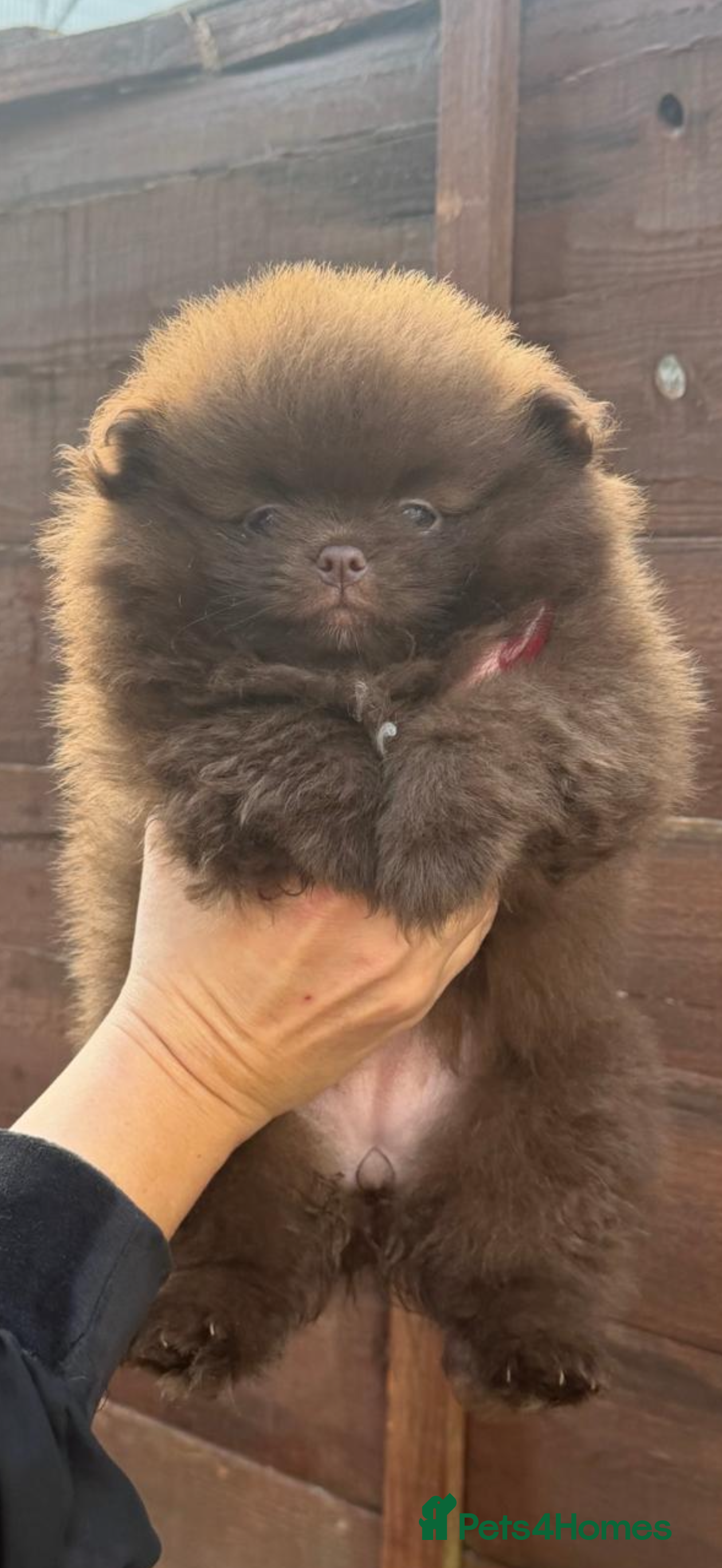 Pomeranian dogs One left amazing teddy bear face puppy xxs 🐻🐻🐻 - Advert 1