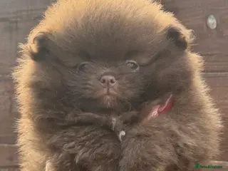 Pomeranian dogs One left amazing teddy bear face puppy xxs 🐻🐻🐻 - Advert 1