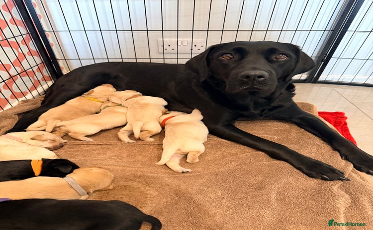 Labrador Retriever dogs - Advert 1