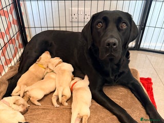 Labrador Retriever dogs - Advert 10